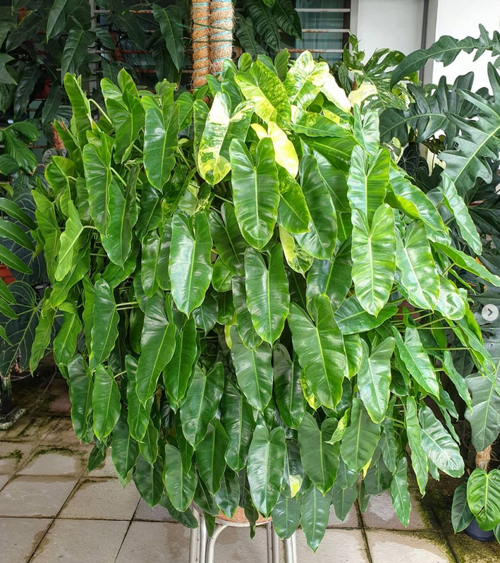 variegated philodendron burle marx