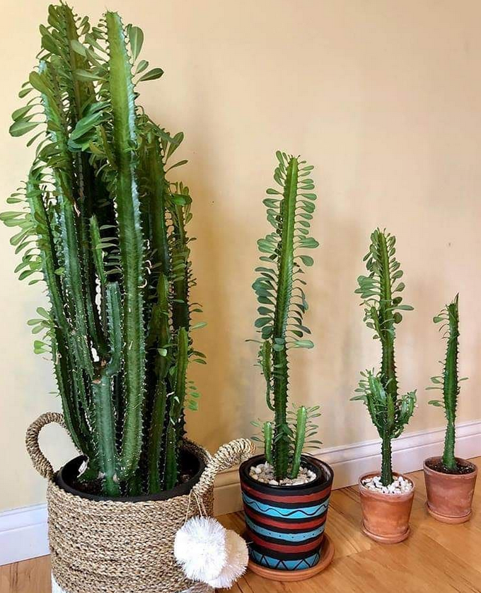 euphorbia_similar care