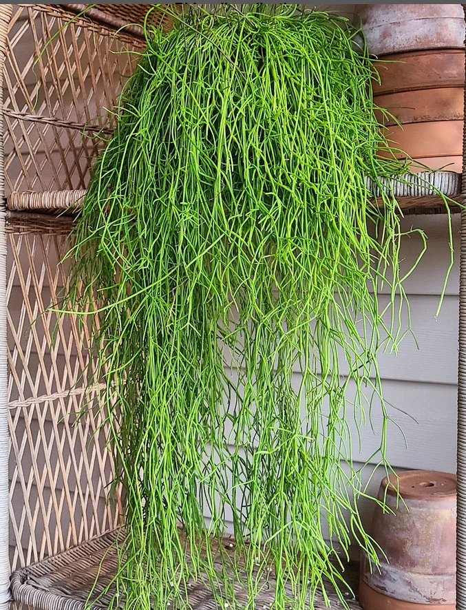 rhipsalis_similar care