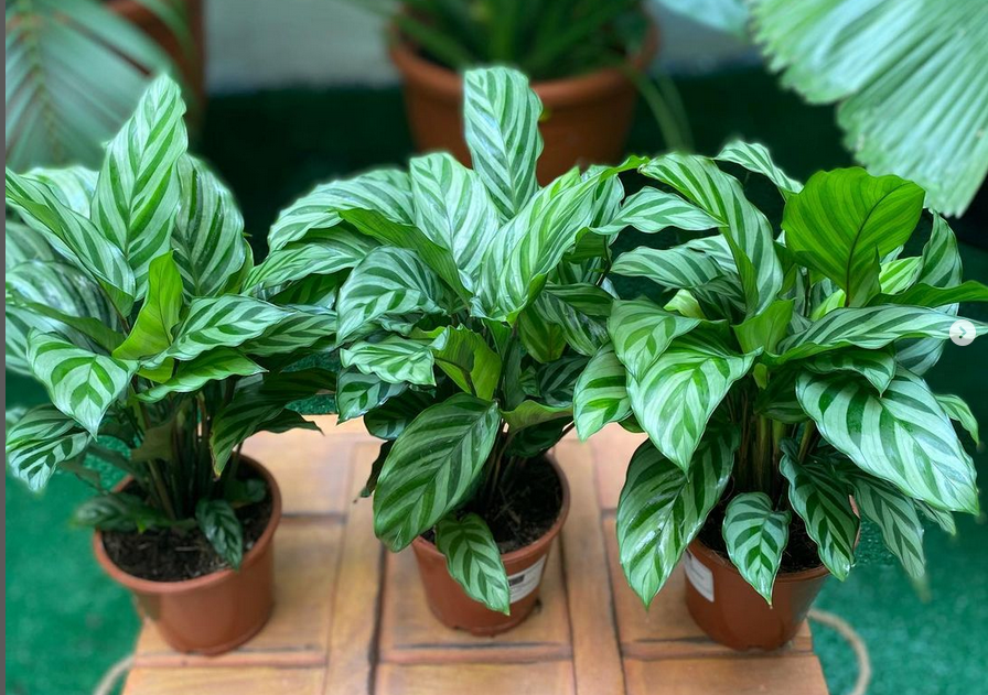 Calathea_similar Care