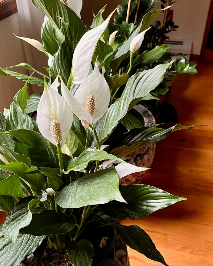 Peace lily_Similar care