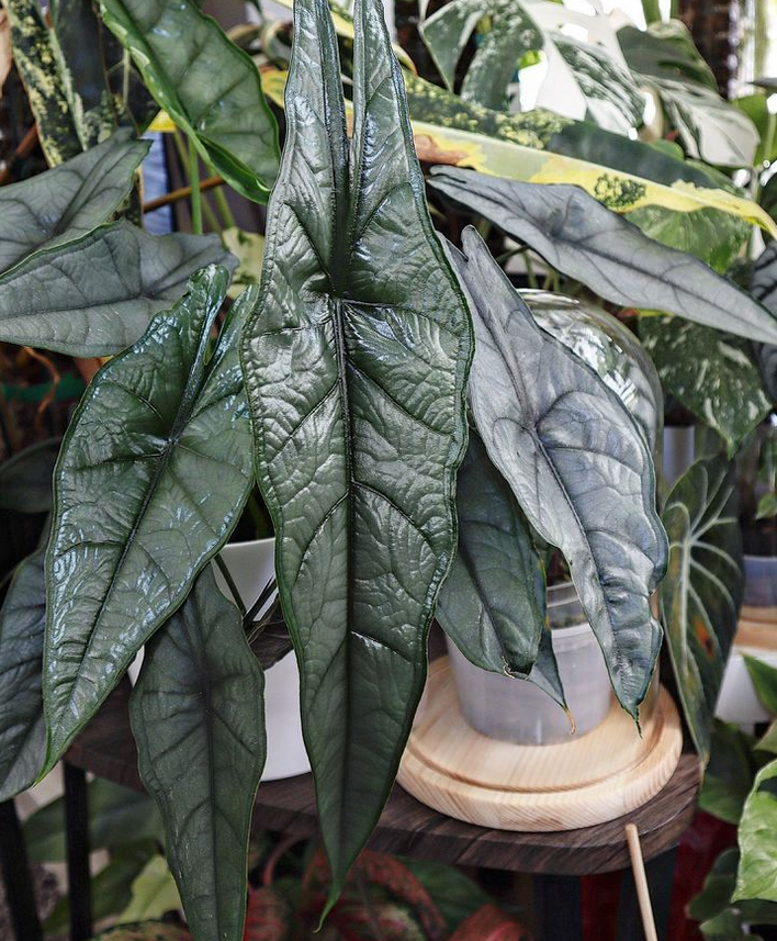 Alocasia_similar care