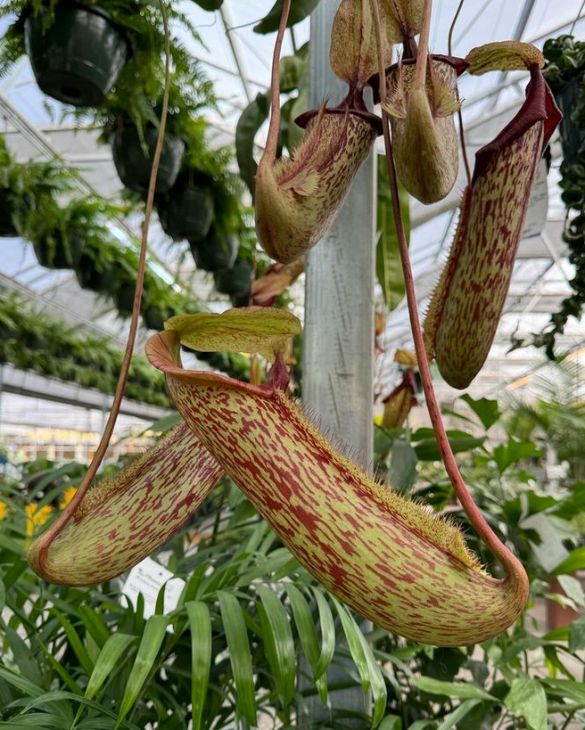 pitcher plant_ similar care