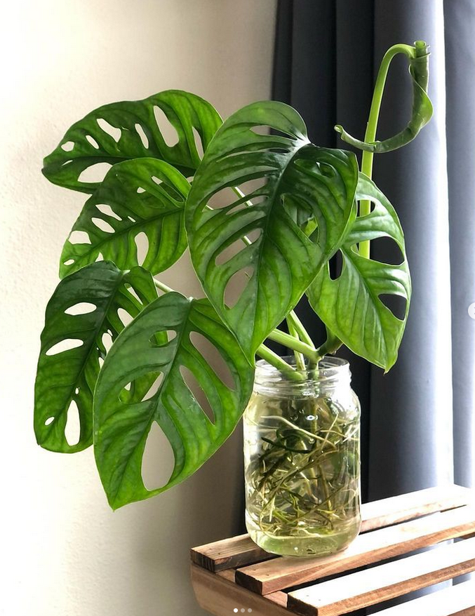 monstera adansonii_monstera obliqua