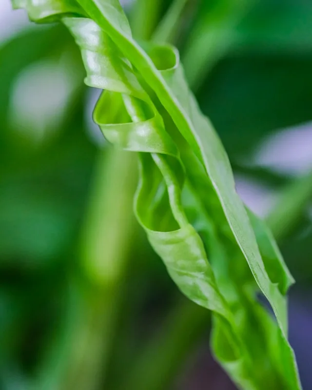 The Obsession with Monstera Obliqua: Here’s Why