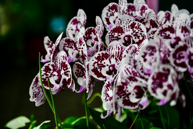 orchids_leca