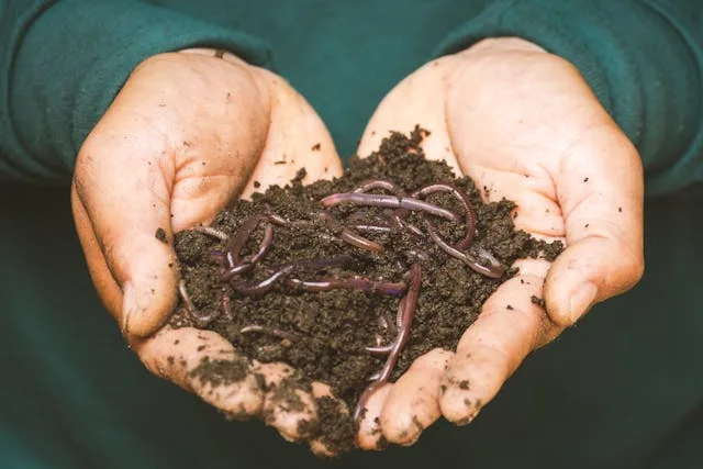 composting _Photo by Sippakorn Yamkasikorn: https://www.pexels.com/photo/earthworms-on-a-persons-hand-3696170/