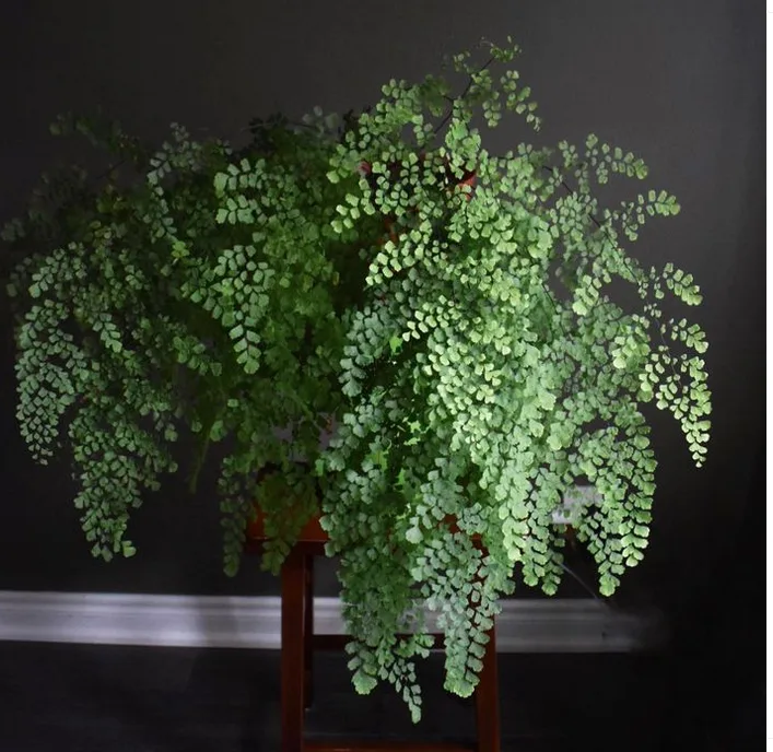 maidenhair ferns