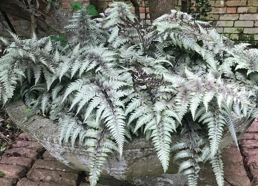 japanese painted ferns