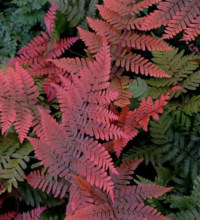 autumn ferns