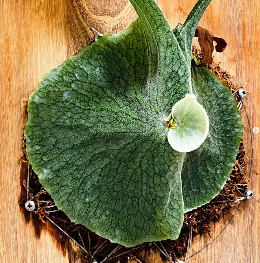 Platycerium superbum_staghorn fern