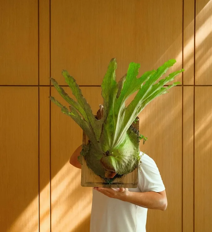 Platycerium grande_staghorn fern