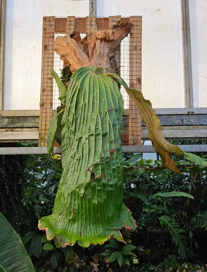 Platycerium elephantotis_staghorn fern