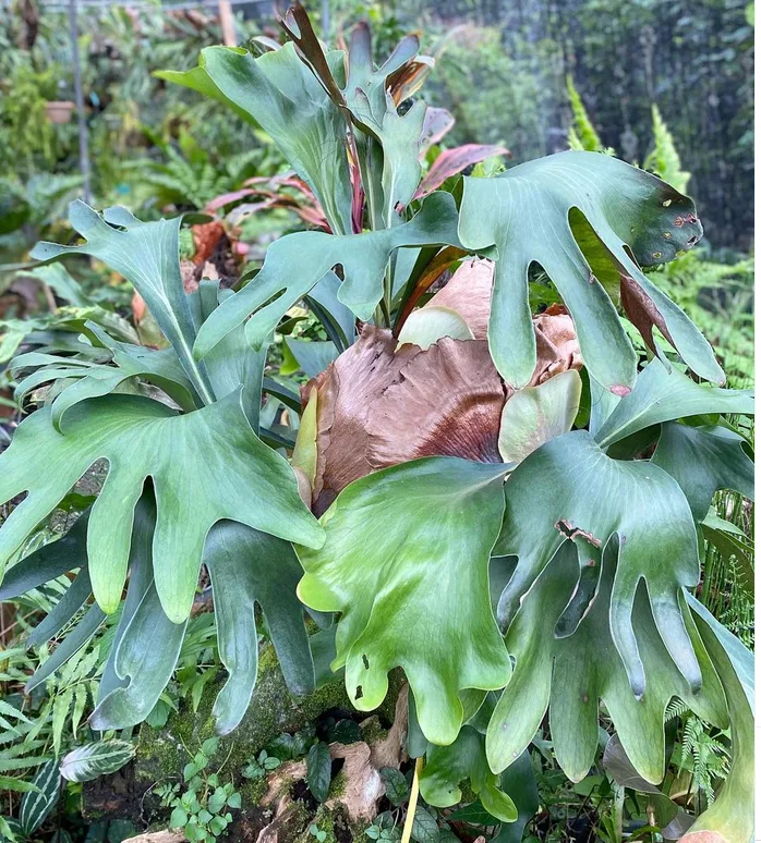 Platycerium hillii_staghorn fern