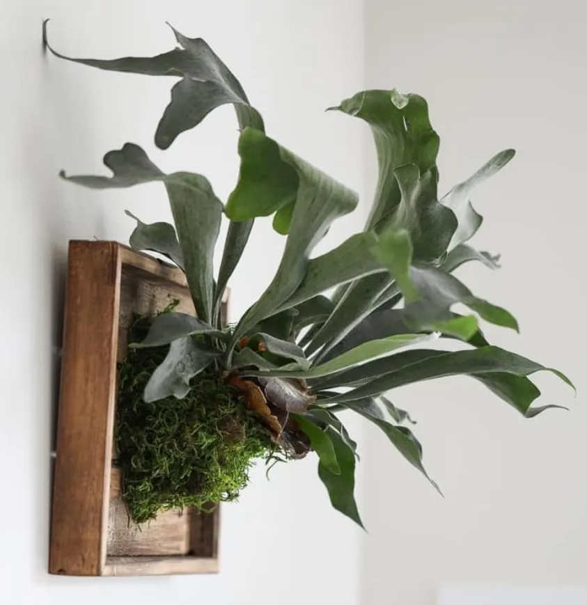 Platycerium bifurcatum_staghorn fern