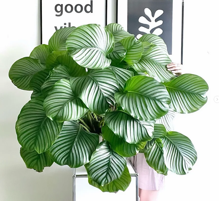 Calathea Orbifolia_ thrive with Pon