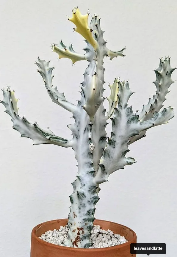 Euphorbia lactea_Euphorbias