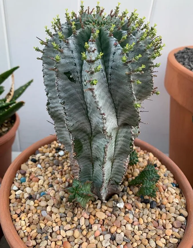 Euphorbia horrida_Euphorbias