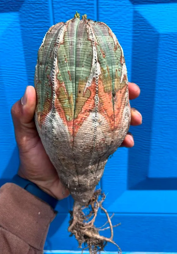 Euphorbia obesa_Euphorbias