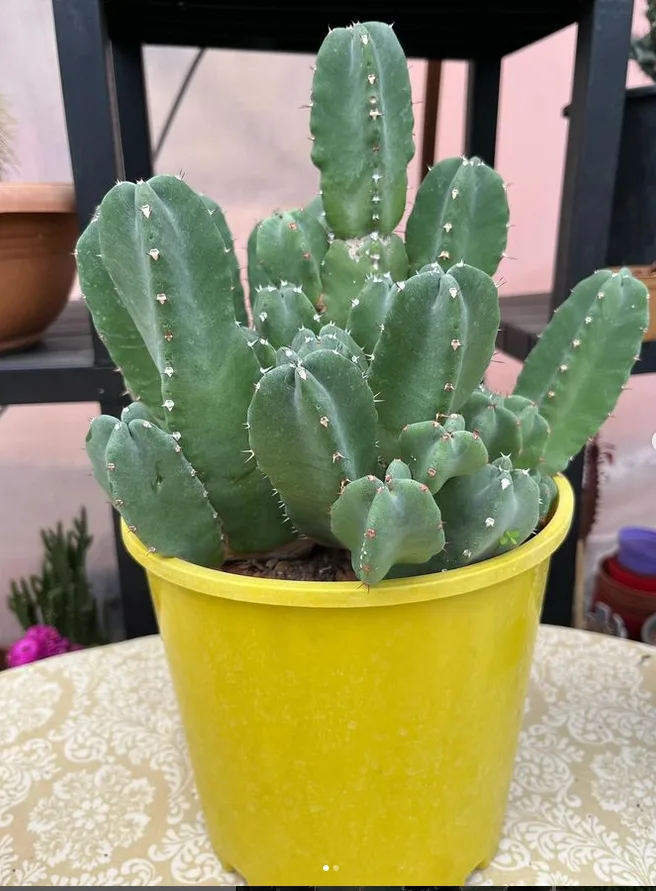 Euphorbia resinifera_Euphorbias