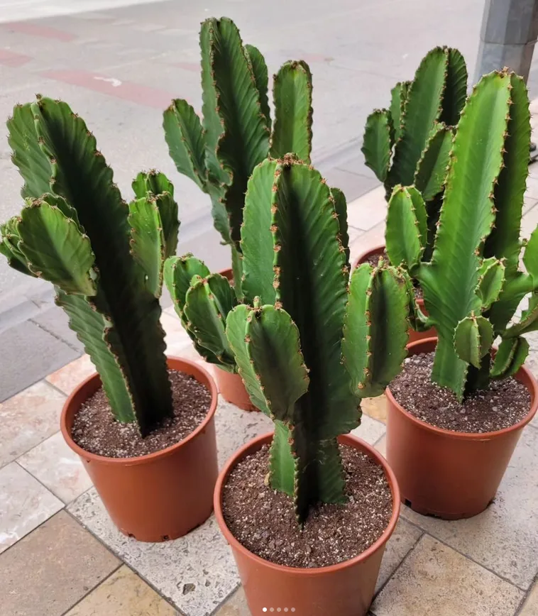 Euphorbia ingens_Euphorbias