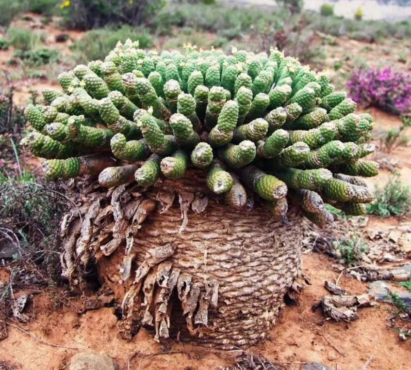 Euphorbia caput-medusae_Euphorbias