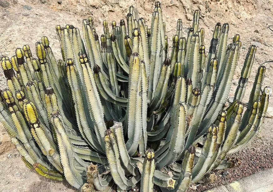 Euphorbia canariensis_Euphorbias