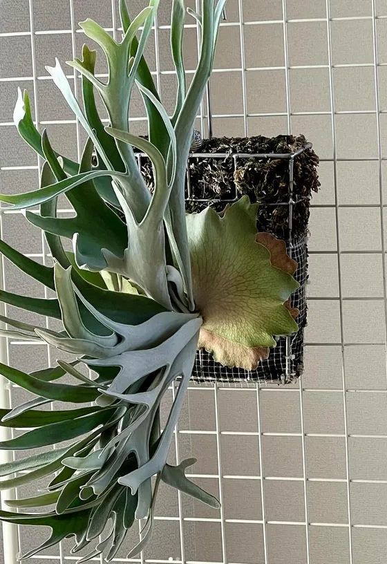 Display Staghorn Ferns