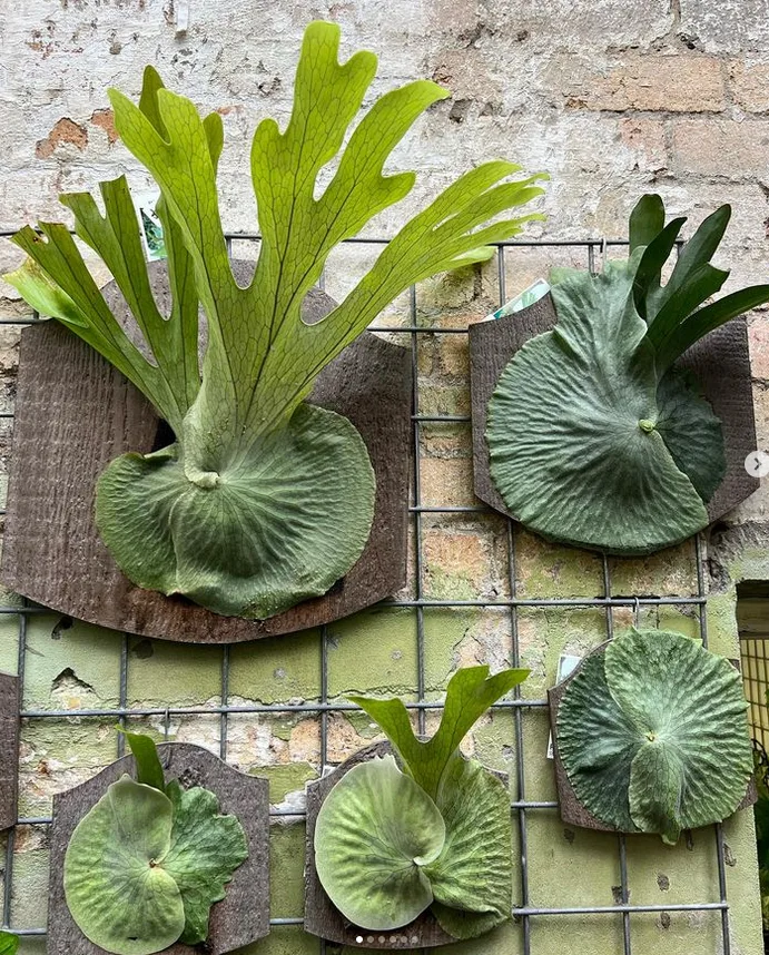 Display Staghorn Ferns