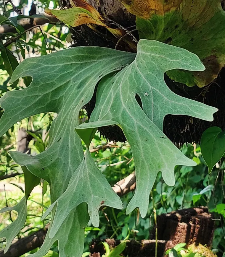 Display Staghorn Ferns