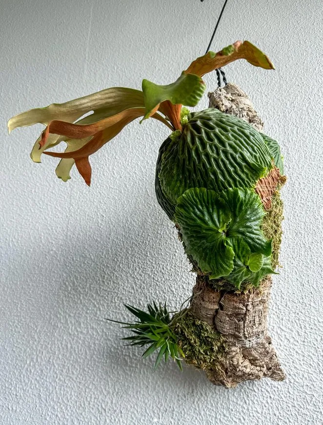 Display Staghorn Ferns