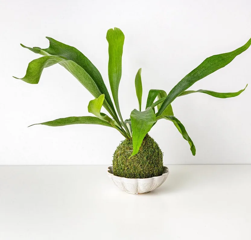 Display Staghorn Ferns