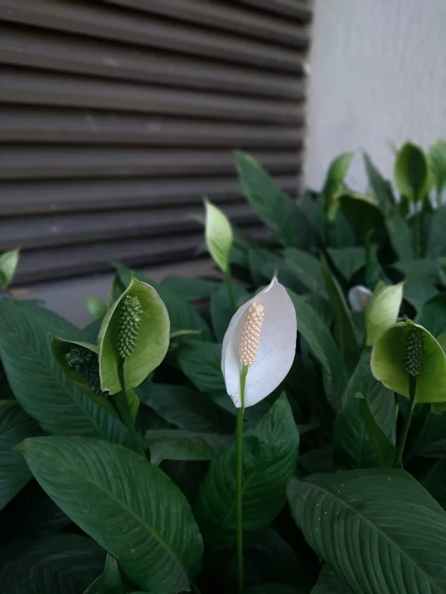 Peace Lily_thrive with Pon