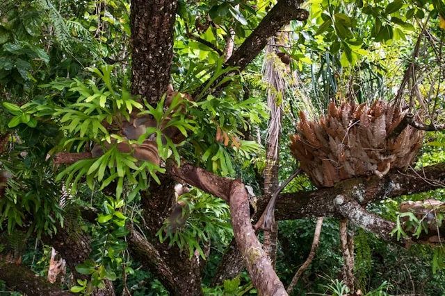 Display Staghorn Ferns