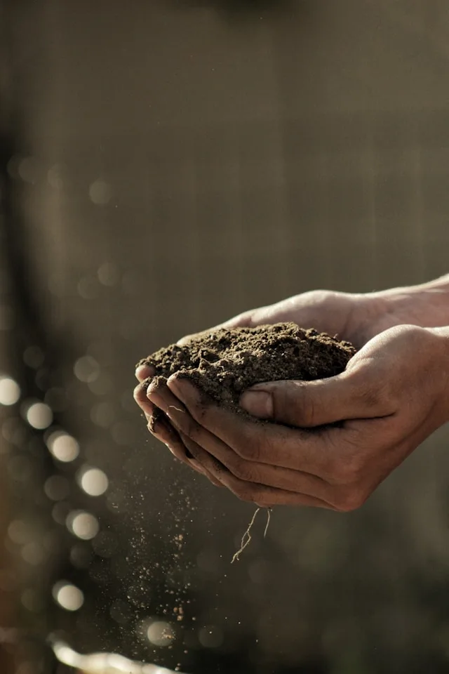 fern fertilizer