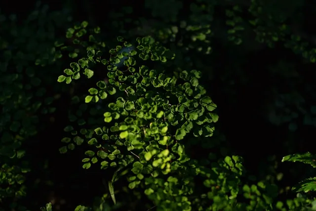 maidenhair fern