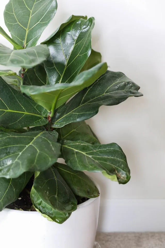 Fiddle Leaf Fig (Ficus lyrata)_thrive with Pon