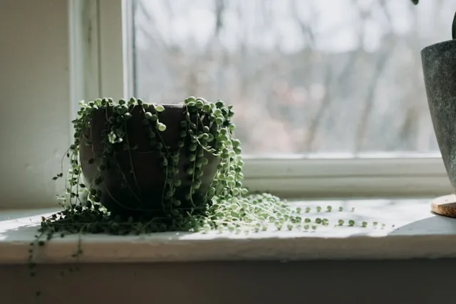 String of Pearls (Senecio rowleyanus)_thrive with Pon