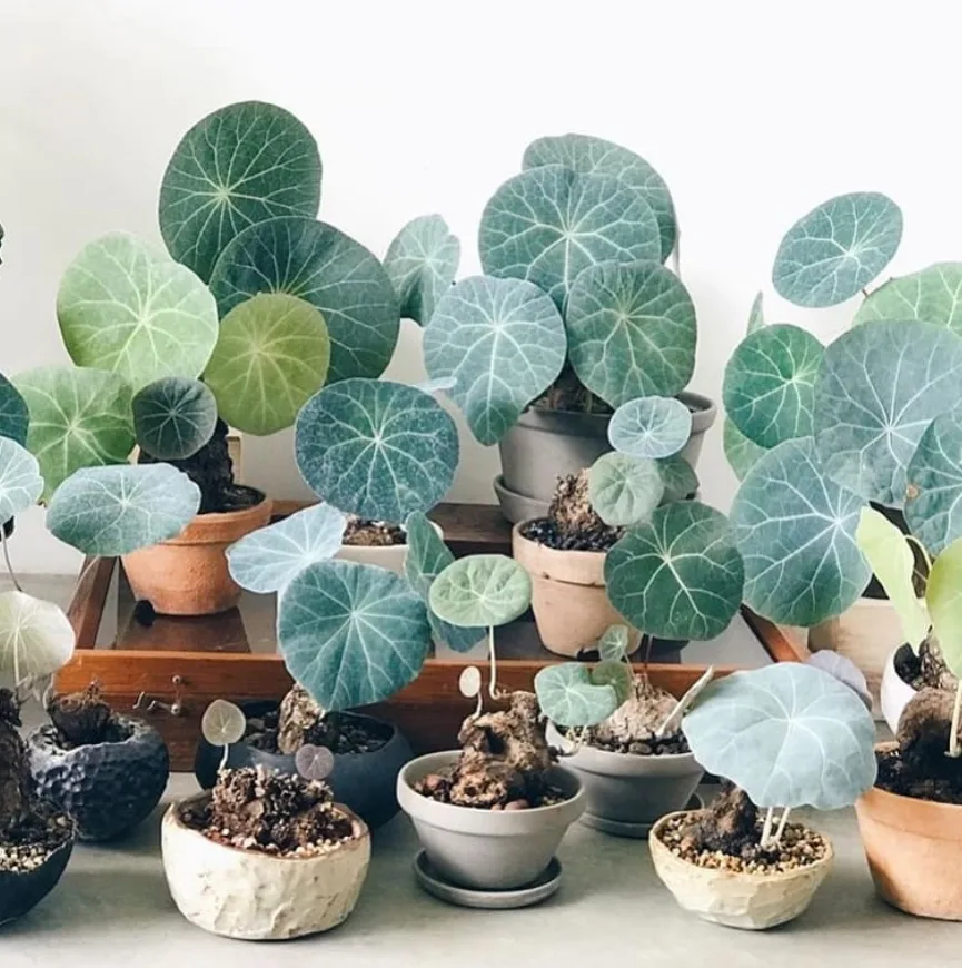 rare houseplants