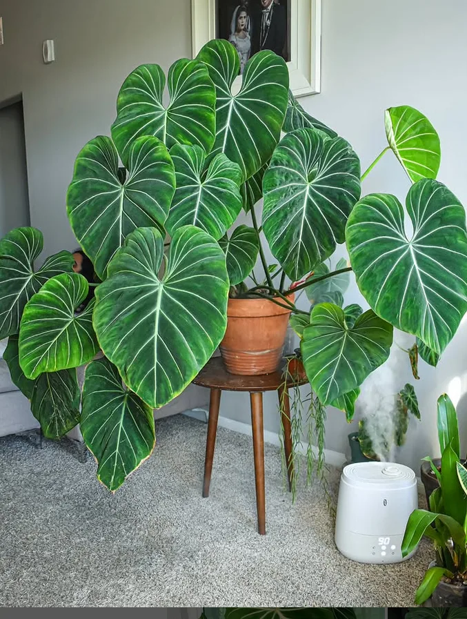 rare houseplants