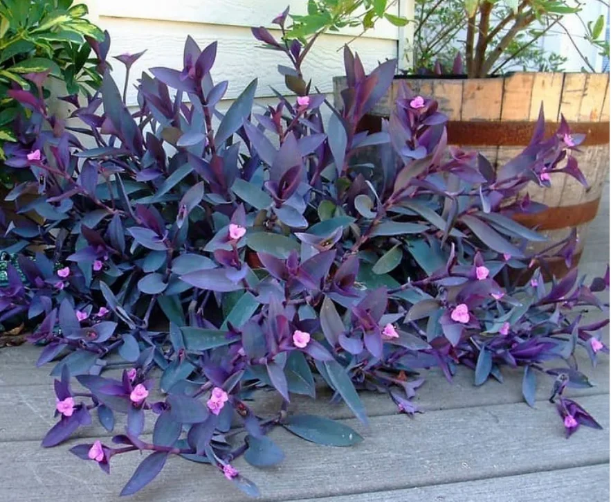 Purple Houseplants