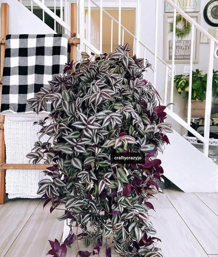 Purple Houseplants