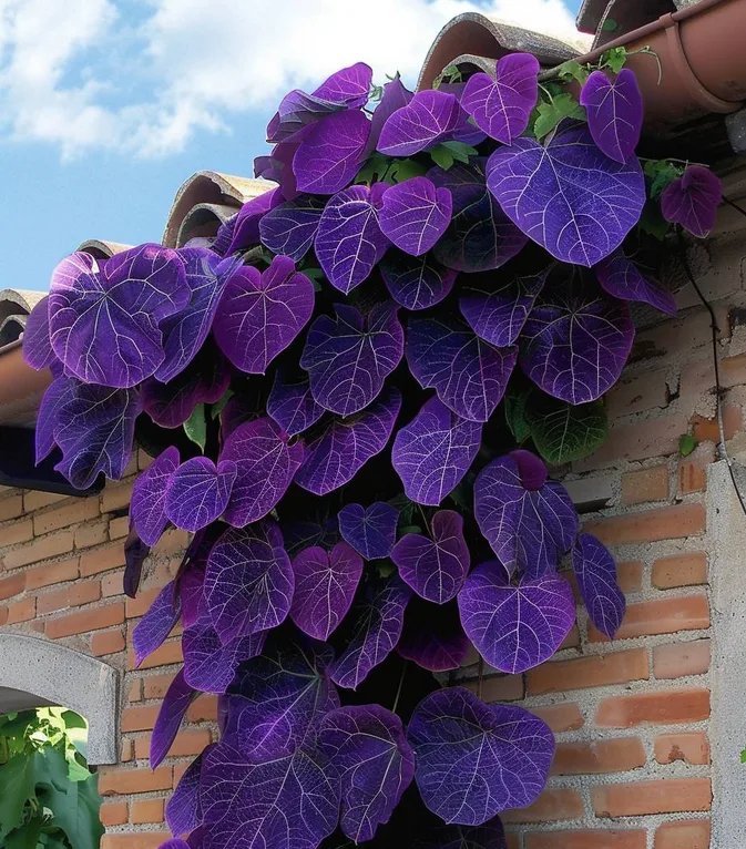 Purple Houseplants