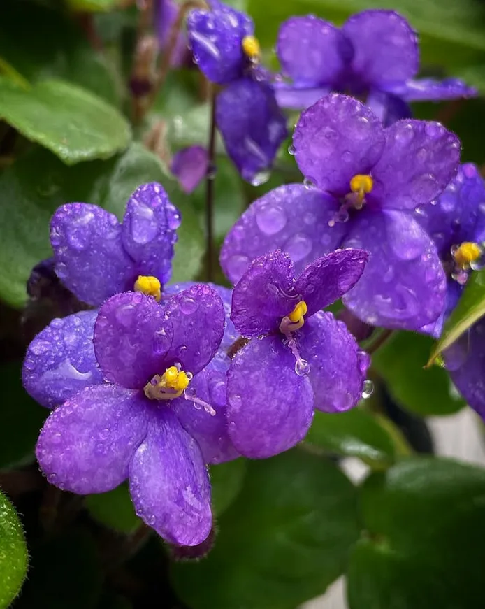 Purple Houseplants