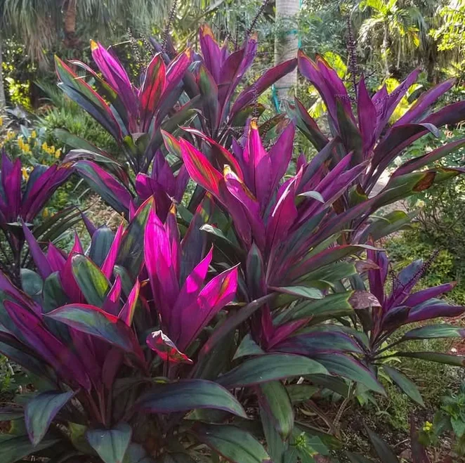 Purple Houseplants