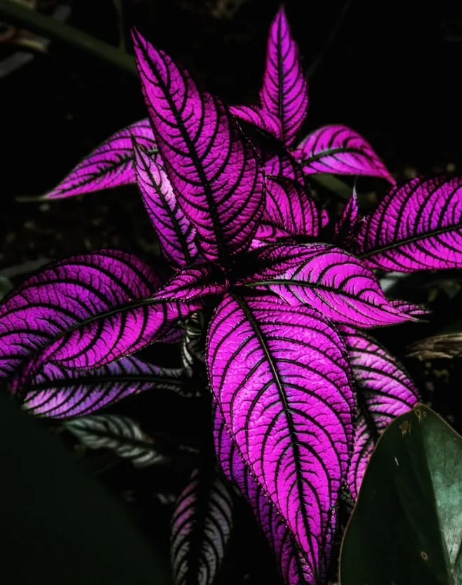 Purple Houseplants