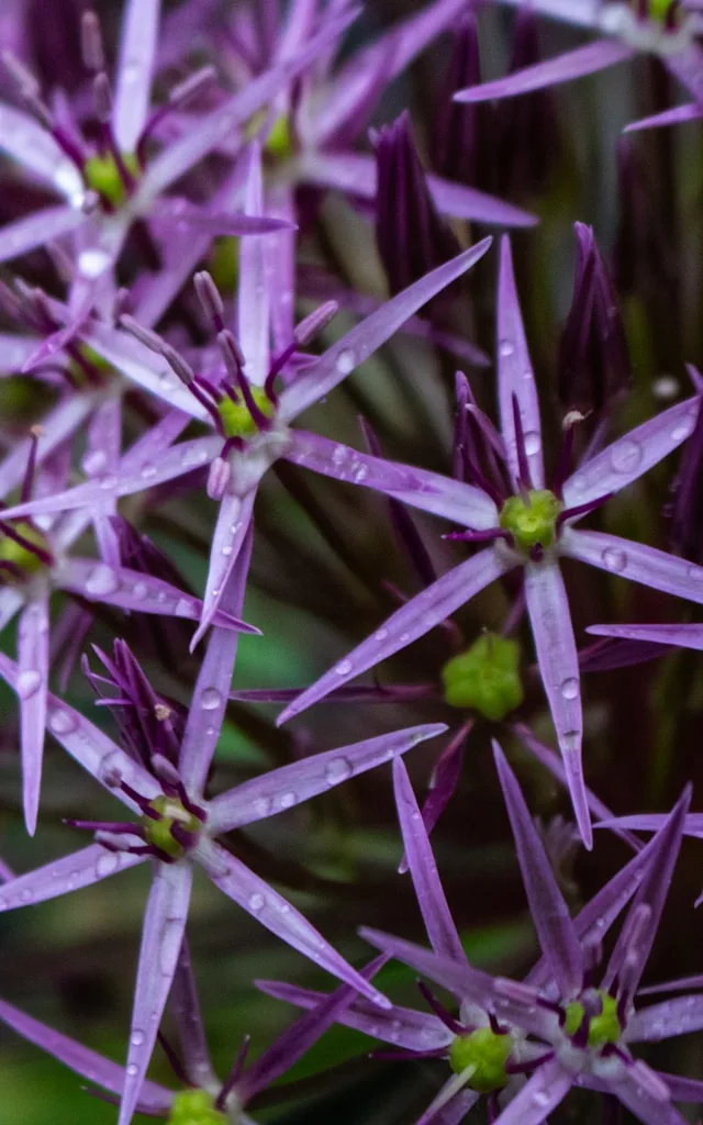 The Best Purple Houseplants to Grow and Care For Indoors